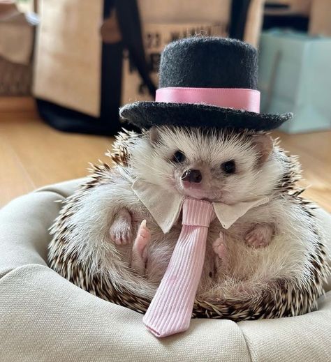 Cute Headchogs, Silly Hedgehog, Caine Husky, Pet Hedgehog, Funny Hedgehog, Hedgehog Pet, Cute Small Animals, A Hedgehog, Cute Animals Puppies