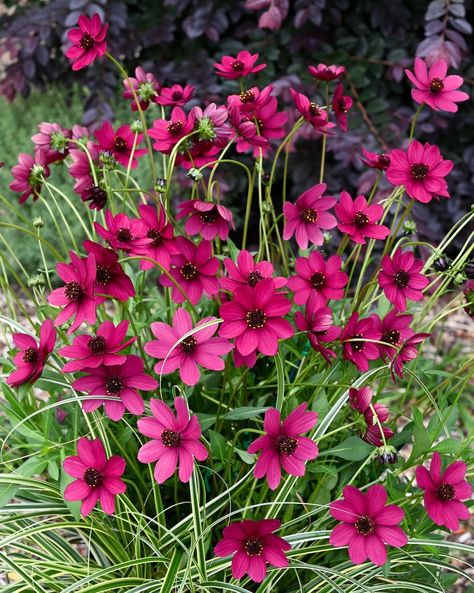 RHS Chelsea Flower Show﻿ Plant of the Year 2024 second place - Cosmos atrosanguineus Cherry Chocolate Ornamental Cherry, African Lily, Chocolate Cosmos, Rhs Chelsea Flower Show, Cherry Chocolate, Cosmos Flowers, Blossom Tree, Chelsea Flower, Chelsea Flower Show