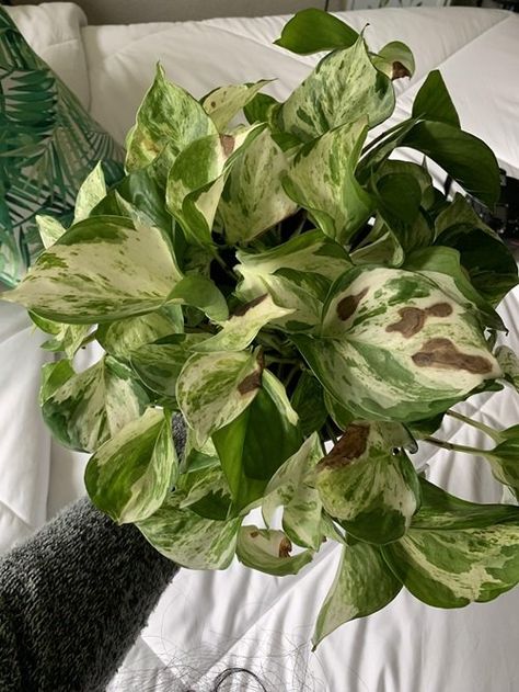 Most Common Pothos Plant Problems and Their Solutions | Balcony Garden Web Pothos Varieties, Pothos In Water, Manjula Pothos, Companion Planting Vegetables, Small House Garden, Herb Containers, Plant Style, Container Vegetables, Philodendron Plant