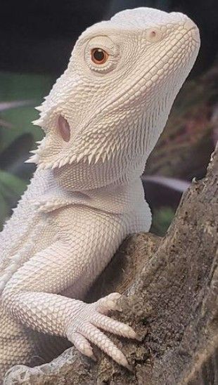 Dragón barbudo albino. Australia Baby Bearded Dragon, Bearded Dragon Cute, Cute Lizard, Albino Animals, Cute Reptiles, Young Animal, Animal Reference, Reptiles Pet, Pretty Animals