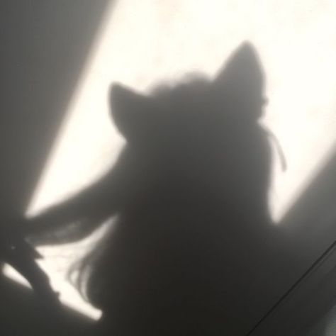 Catra Aesthetic, Catgirl Pfp, Kitty Cheshire, Shadow Aesthetic, Howleen Wolf, Girl Shadow, Blake Belladonna, Catty Noir, Cocoppa Wallpaper