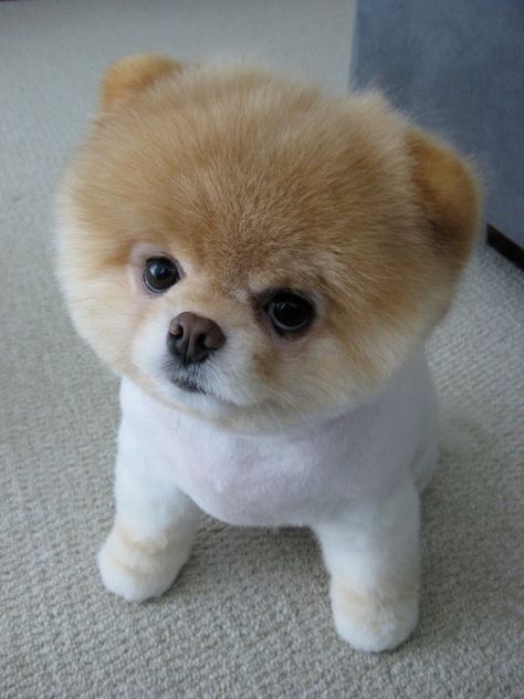 pomeranian | Boo - The Cutest Pomeranian Dog In The World Boo The Cutest Dog, World Cutest Dog, Boo The Dog, Cute Pomeranian, Cutest Dog Ever, Tiny Puppies, Pomeranian Puppy, Pomeranian Dog, Cute Pets