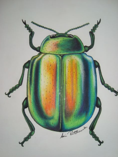 Beetle Pencil Drawing, Coloured Pencil Animal Drawings, Green Beetle Tattoo, Pencil Crayon Art Drawings, Beetle Drawings, Beetles Drawing, Pencil Crayon Drawing, Insects Drawing, Drawing Insects