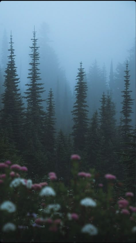 Pnw Forest, Pnw Aesthetic, 숲 사진, Dark Forest Aesthetic, Forest Core, Foggy Forest, Dark Nature, Dark Nature Aesthetic, Misty Forest