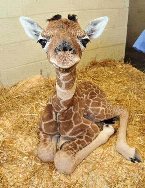 Cute Animals Puppies, Super Cute Animals, Cute Animals Images, Pretty Animals, Baby Giraffe, Fluffy Animals, Cute Wild Animals, Cute Animal Photos, Cute Animal Videos