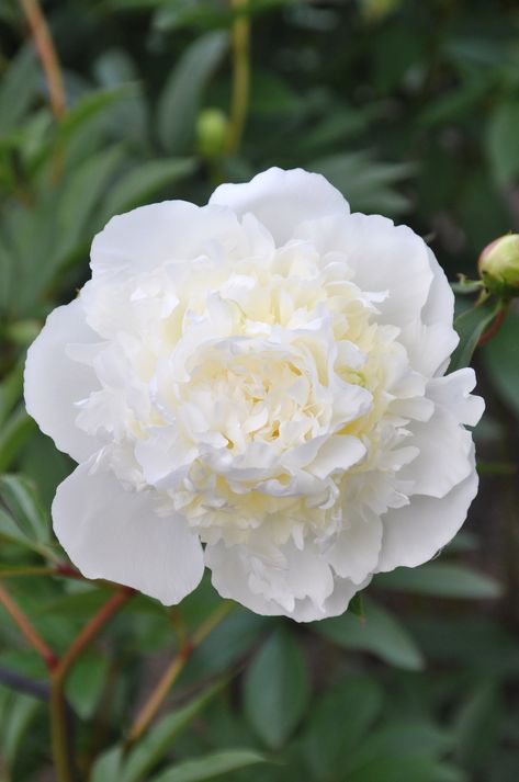 Peony Bulbs, Paeonia Lactiflora, Peony Root, Perennial Bulbs, Growing Peonies, Peonies Garden, Spring Plants, White Peonies, White Gardens