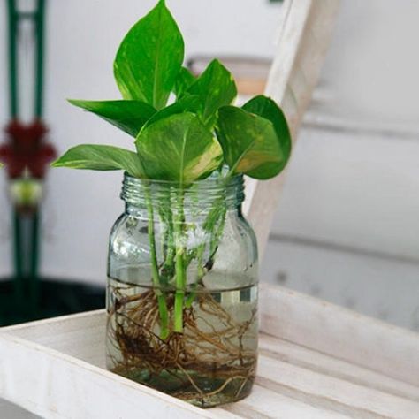 How to Propagate Pothos | Pothos Propagation Guide Money Plant In Water, Pothos In Water, Pothos Cuttings, Mason Jar Plants, Plants In Jars, Plants In Bottles, Buy Plants Online, Golden Pothos, Pothos Plant