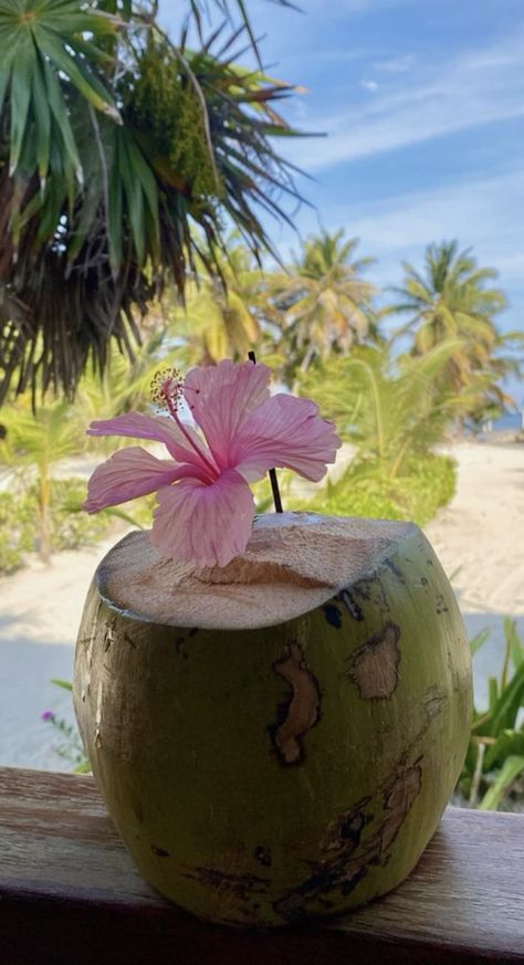 Cambodia Aesthetic Photography, Coconut Asthetic Picture, Pink Vacation Aesthetic, Coconut Photoshoot, Coconut Drink Aesthetic, Coconut Beach Aesthetic, Tropical Aesthetic Summer Vibes, Belize Aesthetic, Tropical Core Aesthetic