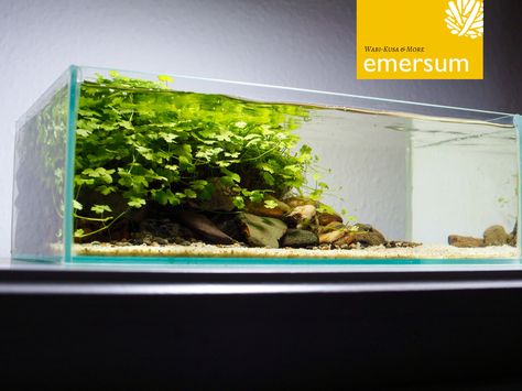 www.emersum.de // 5L Wabi-Kusa Tank Wabi Kusa, Indoor Water Garden, Aquarium Terrarium, Aquascape Design, Tropical Fish Aquarium, Aquatic Garden, Nano Aquarium, Aquarium Landscape, Nature Aquarium