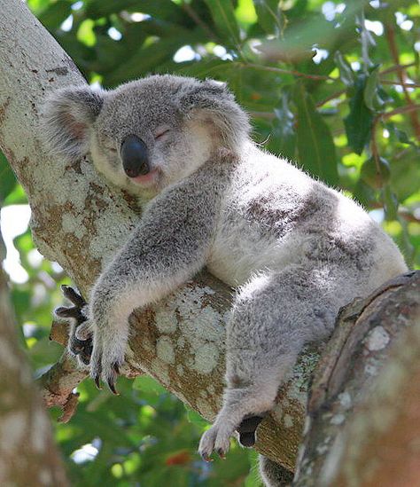 Koala Koala Sleeping, Koala Drawing, Cute Animal Tattoos, The Wombats, Baby Koala, Australian Animals, Animal Wallpaper, Wild Life, Animals Of The World