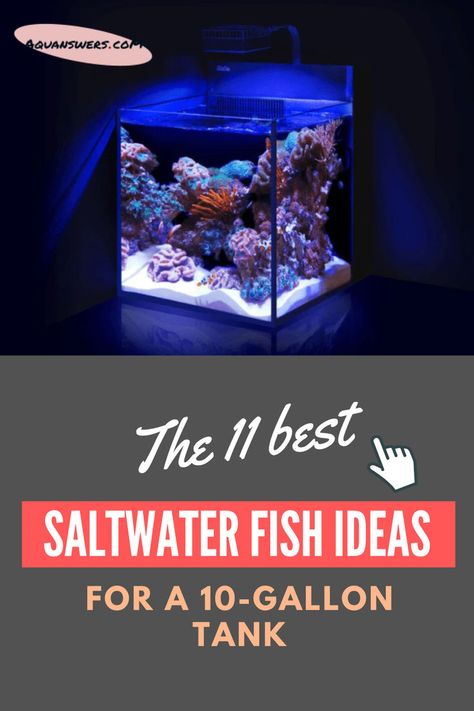 saltwater fish Small Saltwater Tank, 20 Gallon Fish Tank, Goby Fish, Nano Reef Tank, Salt Water Aquarium, Saltwater Aquarium Fish, Easy Hobbies, Saltwater Fish Tanks, Camp Cabin