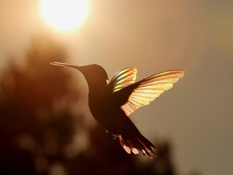 Doremi Magique, Hummingbird Wings, Golden Morning, Awsome Pictures, Hummingbirds Photography, Sunset Tattoos, Hummingbird Pictures, Heaven Art, Black Cat Art