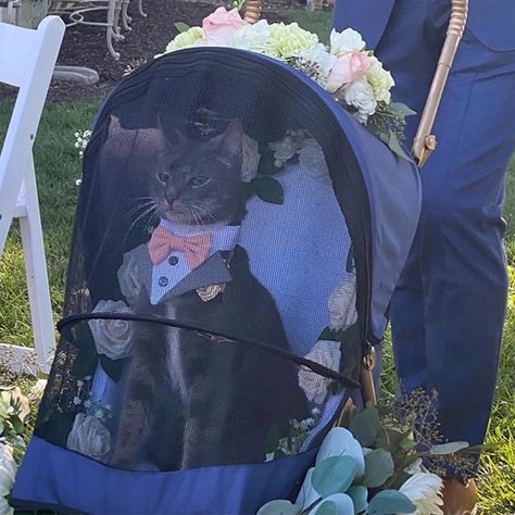 Kingly Cat Steals the Show at His Owners’ Wedding as One of the Cutest Ring Bearers Ever Cat Ring Bearer, Weird Images, Whatsapp Wallpaper, Memes Of The Day, Cat Ring, Weird Pictures, Funny Animal Memes, Ring Bearer, What’s Going On