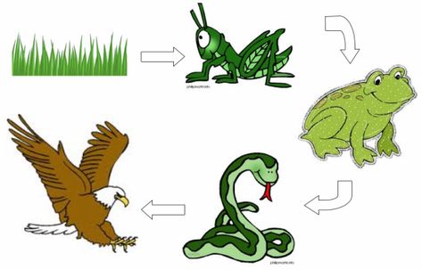 Bildresultat för food chain frog Food Chain Diagram, Simple Food Chain, Chain Clipart, Food Chain Game, High School Graduation Party Favors, Food Chain Activities, Solar System Worksheets, Science Penguin, Homework Ideas