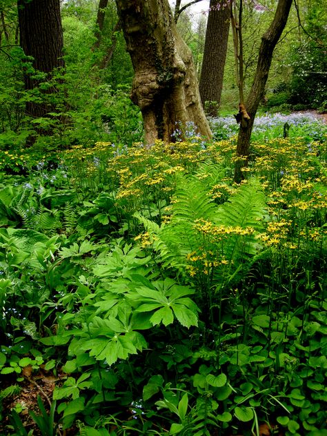 Woodland garden - Golden groundsel, Senecio aureus: the wintergreen leaves are topped by attractive purple buds in March followed by fragrant yellow flowers in April and May.  This vigorous spreader is a great native substitute for vinca, pachysandra, and ivy. Celandine Poppy, Northern Sea Oats, Phoenix Garden, Native Landscaping, Spring Woodland, Virginia Bluebells, Shade Gardening, Woodland Gardens, Sea Oats