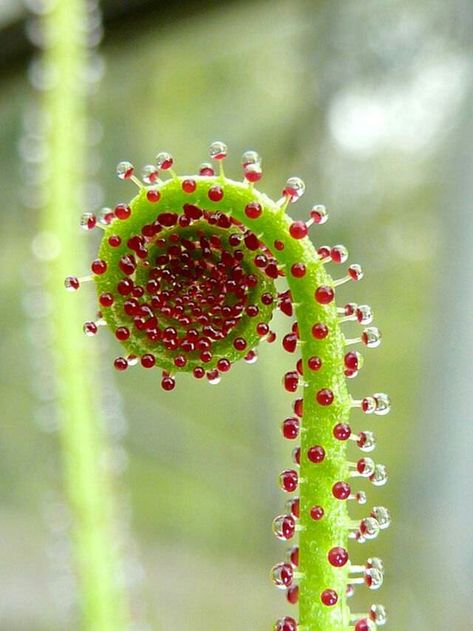 Drosophyllum lusitanicum Carnivore Plants, Fractals In Nature, Alien Plants, Eastern Redbud, Weird Plants, Plant Fungus, Unusual Plants, Unusual Flowers, Seed Company