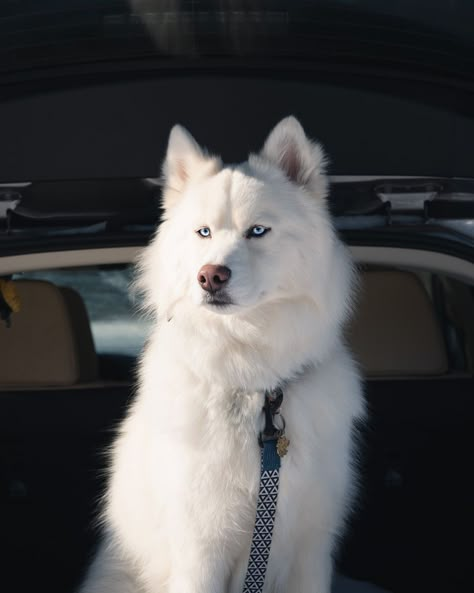 White Siberian Husky Puppy, White Husky Puppy, White Siberian Husky, Cute Husky Puppies, White Husky, Dog Day Afternoon, Scary Dogs, Animal Experiences, Cute Husky