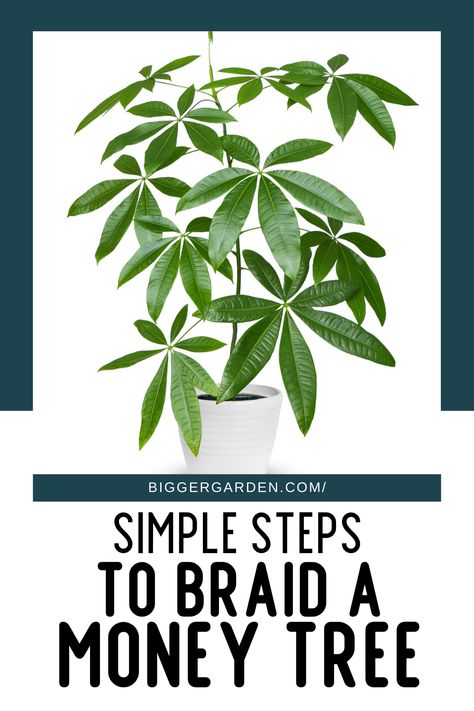 Learn how to braid a money tree plant and create beautiful money plant decor for your indoor oasis. This guide offers tips on money tree plant care, money tree bonsai, and the art of braiding a Chinese money tree to bring nature indoors. How To Braid Money Tree Plant, Money Plant Decor, Ponytail Plant, Money Plant Indoor, Money Tree Plant Care, Chinese Money Tree, Money Tree Plant, Pachira Aquatica, Tree Interior