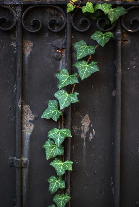 ❧ Lierre ❧ Natural Garland, Ivy Cottage, Hedera Helix, English Ivy, Ivy Plants, Green Ivy, The Ivy, The Secret Garden, Bougainvillea