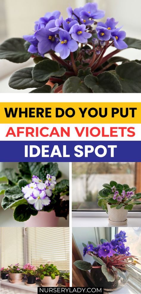 "Discover the ideal spot for your African violets! This guide covers the best locations to showcase your African violet plant decor, ensuring they thrive beautifully. Learn essential African violet care tips, including optimal light conditions and humidity levels. Explore stylish options for African violet pots that enhance your home decor while keeping your violet plants healthy. Perfect for both beginners and seasoned plant lovers! " Caring For African Violets Houseplant, Violet Plants, African Violet Care, African Violet Pots, African Violets Plants, Violet Plant, Building A Raised Garden, African Violet, Garden Stuff