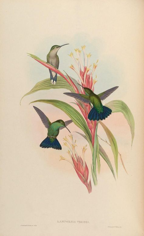 n157_w1150 John Gould, Bird Illustrations, Bird Artists, Poster Project, Bird Paintings, Hummingbird Art, Bird Book, Humming Bird, Mom Art