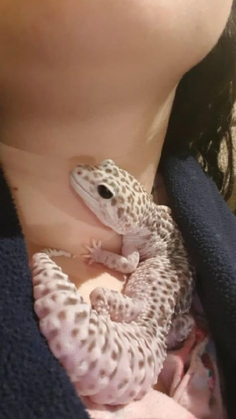 Leapord Gecko Cute, Cute Geckos, Fancy Leopard Gecko, Leperd Gecko, Leopard Gecko Smile, Cute Leopard Gecko, Gecko Pet, Pet Gecko, Animal Pics Funny