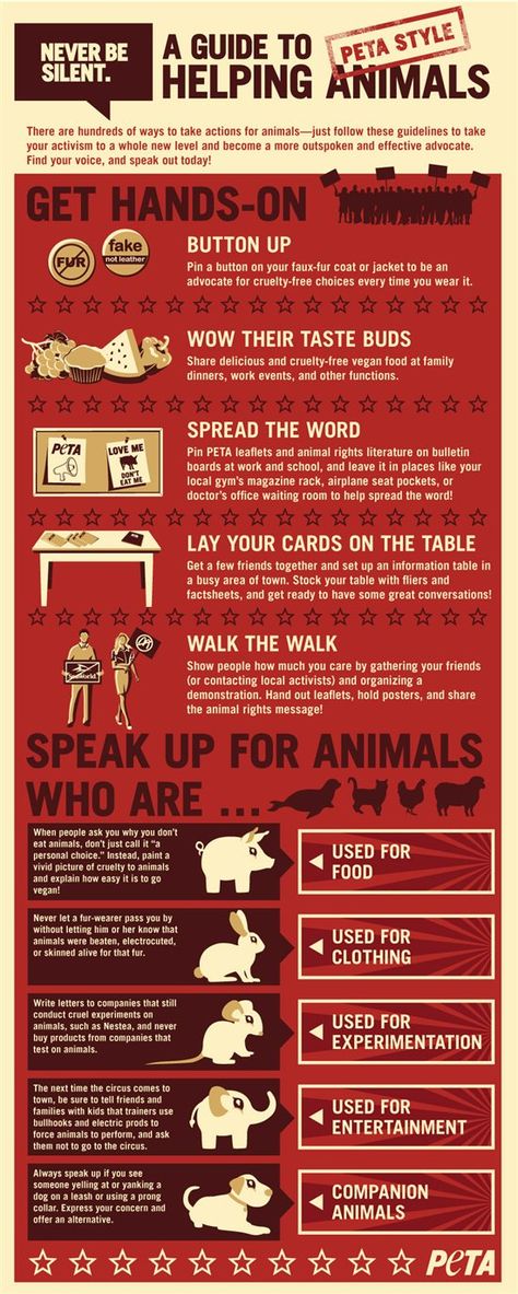 Make Some Noise: A Guide to Helping Animals (Infographic) | Actions | PETA Animal Infographic, Cards On The Table, Animal Doctor, Helping Animals, Make Some Noise, Animal Activism, Animal Activist, Why Vegan, Animal Liberation