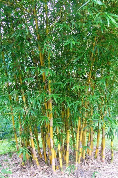 Golden Bamboo Plant, Bamboo Image, Bamboo Landscape, Japanese Bamboo Forest, Bamboo Forest Korea, Japan Bamboo Forest, Blur Background Photography, Play Garden, Bamboo Garden