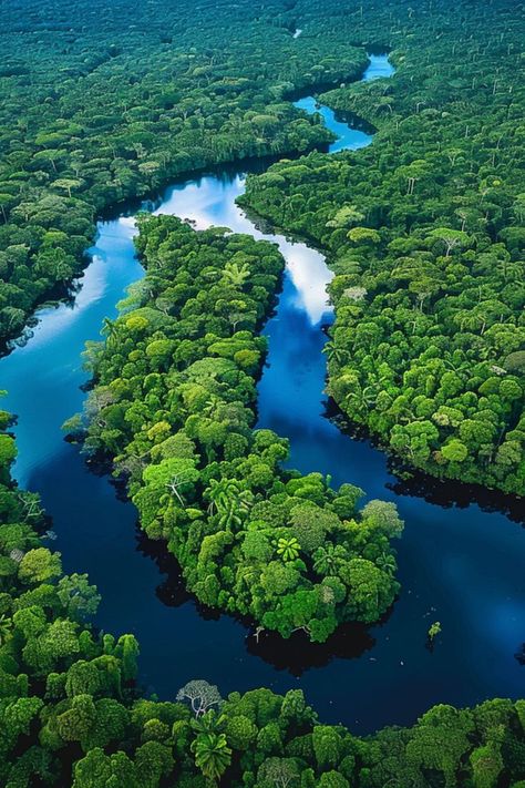 Venture into the Heart of the Amazon Rainforest 🌳✨ Experience the incredible biodiversity of the Amazon Rainforest in Brazil. Discover exotic wildlife, lush vegetation, and the vital role this rainforest plays in our ecosystem. 🌿🐒 #AmazonRainforest #BrazilTravel #WildlifeAdventure #NatureLovers Brazil Amazon Rainforest, Brazil Rainforest, Rainforest Ecosystem, Rainforest Photography, Brazil Amazon, Amazon Forest, Nature Projects, Rainforest Animals, The Amazon Rainforest