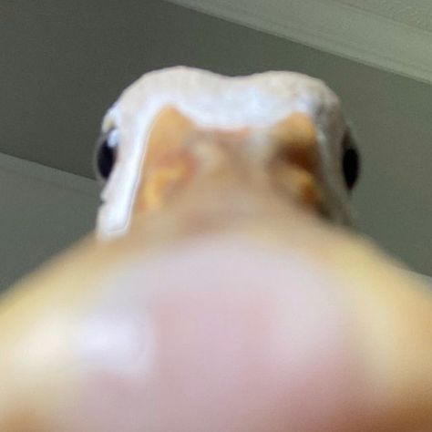 Pet Call Ducks on Instagram: "Can I come over and stare at you like this. #funnymeme #meme #memes #funny #cuteduck #duck #pet #bird" Funny Contact Photos, Call Ducks, Duck Pet, Duck Memes, Duck Pictures, Duck Wallpaper, Duck Photo, Pet Ducks, Cute Ducklings