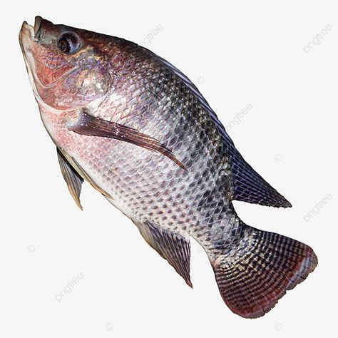 Fish Tilapia, Beautiful Tropical Fish, Fish Png, Tilapia Fish, Fish Background, Image Of Fish, Water Sculpture, Apple Picture, Sunset Canvas Painting