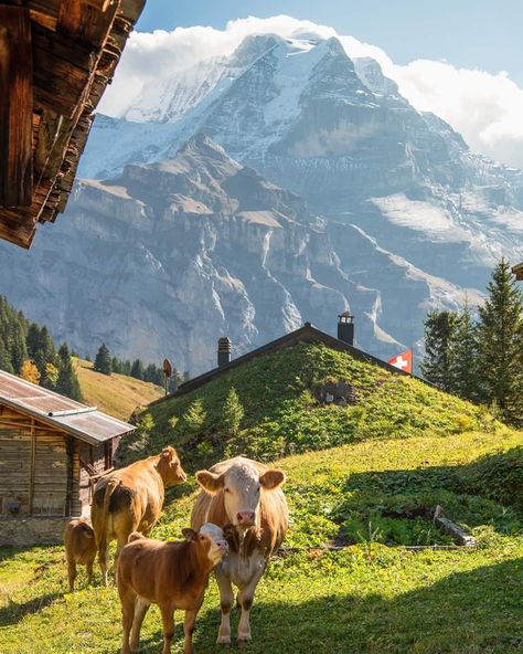 Best Landscape, Travel Photography Tips, Travel Photography Inspiration, Zermatt, Travel Goals, Oh The Places Youll Go, The Grass, Pretty Places, Travel Inspo