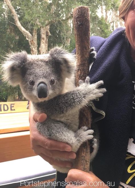 Aaaawwww you are sooooo beautiful to me can’t you seeheeeheee Baby Animals Real, Animals Crossing, Baby Koala, Baby Animals Pictures, Koala Baby, Cute Animal Photos, Cute Animal Pictures, Cute Creatures, Sweet Animals