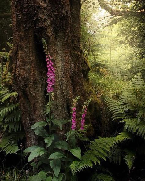 Edge Of The Forest, Enchanting Forest, Enchanted Wood, West Art, Cottage In The Woods, Forest Flowers, Walk In The Woods, Magical Forest, Enchanted Forest