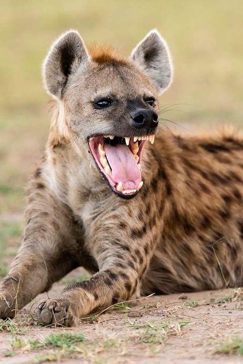 Hyena Mouth Open, Hyena Pictures, Hyena Teeth, Hyena Aesthetics, Hyena Photography, Hyena Drawing, Hyena Animal, Laughing Hyena, Pics Of Animals