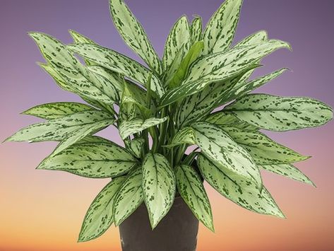 How to Propagate Chinese Evergreen | Aglaonema Propagation Aglaonema Propagation, Chinese Evergreen Plant, Understory Plants, Healthy Chinese, Silver Bay, Rooting Hormone, Chinese Evergreen, 4 Leaves, Root System