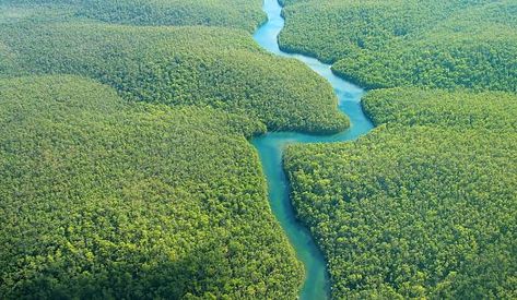 The Longest Rivers in the World - WorldAtlas.com Forest Ecosystem, Amazon Forest, River Basin, Amazon River, Nile River, Amazon Rainforest, Aerial Photo, River Cruises, Rio Grande