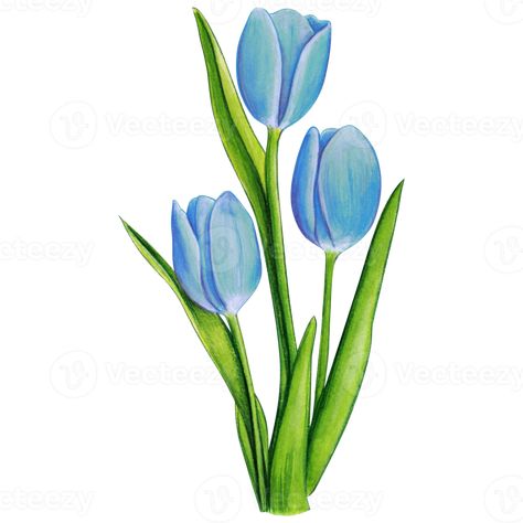 Blue Tulips Aesthetic Drawing, Tulips Drawing With Color, Tulips Art Drawing, Blue Tulips Drawing, Cute Tulips Drawing, Blue Tulips Painting, Tulips Drawing Sketch, Colour Flower Drawing, Tulips Flowers Drawing