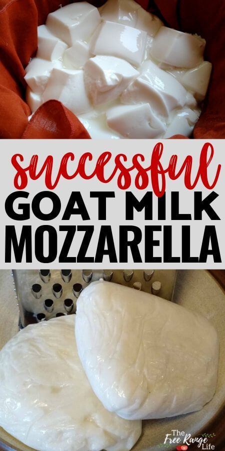 Goats Milk Mozzarella Cheese, Making Goat Cheese How To, Goat Milk Butter Recipe, Making Cheese From Goat Milk, Easy Goat Milk Recipes, How To Pasteurize Goat Milk, How To Make Goat Cheese At Home, What To Make With Goat Milk, Goat Milk Cheese Recipe