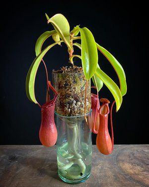 Carnivorous Plants Terrarium, Bottom Watering, Bog Plants, Bog Garden, Weird Plants, Dekor Diy, Inside Plants, Pitcher Plant, Terrarium Plants