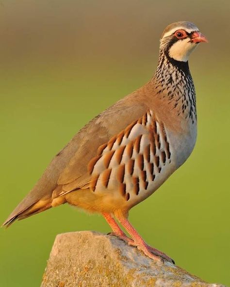 Red Legged Partridge, Partridge Bird, Beautiful Paintings Of Nature, Canvas Wall Art Living Room, Quails, Bird Quilt, Kinds Of Birds, Game Birds, Nature Birds