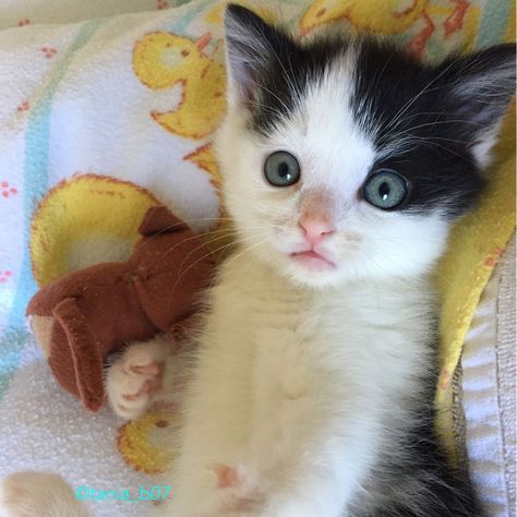 Lonely Kitten Rescued By Dog, Couldn't Stop Snuggling When Given a Foster Home - Love Meow Cat Obsession, Pink Paws, Tiny Kitten, Kitten Rescue, Kittens And Puppies, Foster Home, Mother Teresa, Domestic Cat, Bad Luck