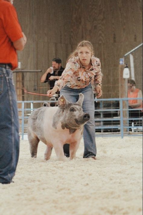 Pig Showing Aesthetic, Ffa Show Pigs, 4h Pigs, Showing Pigs, Stock Aesthetic, Cow Showing, Show Pigs, Livestock Showing, Livestock Judging