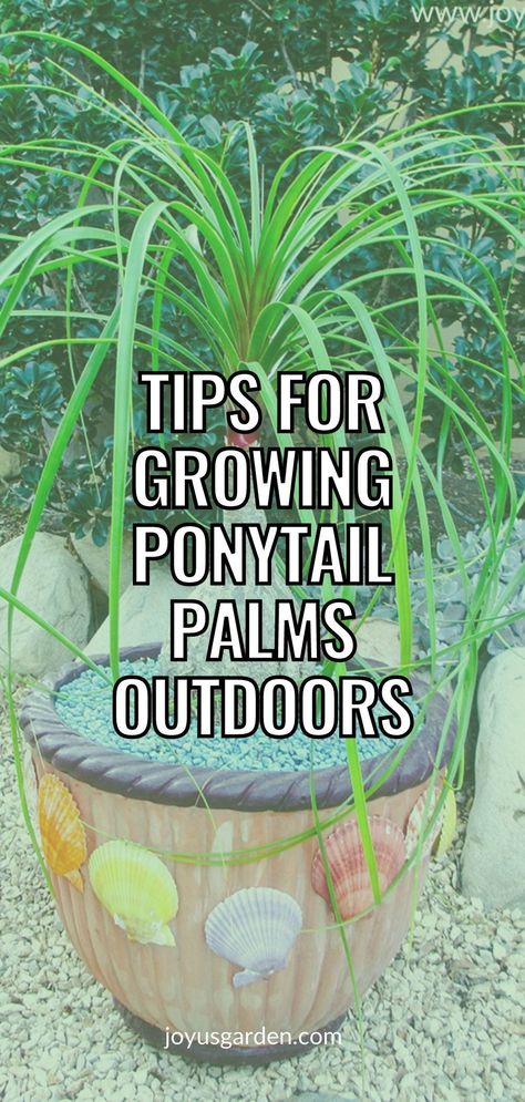 Outdoor Palms In Pots, How To Take Care Of A Pony Tail Palm, Ponytail Plant In Pot, Ponytail Palm Outdoor, Pony Palm Plant, Palm Trees In Pots Outdoors, Ponytail Plant Care, Ponytail Palm Care Indoor, Ponytail Plant