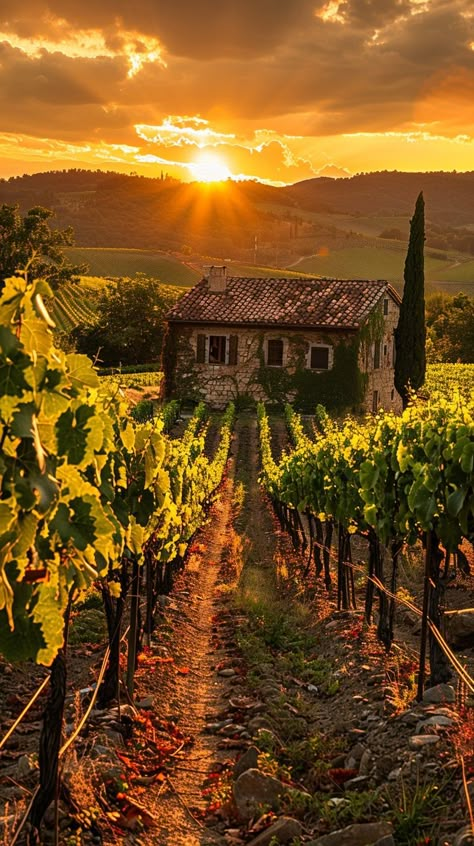 Sunset Vineyard Views: The golden sunset bathes the old stone house and vineyards in warm, radiant light, creating a tranquil scene. #sunset #vineyard #countryside #stone house #grapevines #aiart #aiphoto #stockcake ⬇️ Download and 📝 Prompt 👉 https://ayr.app/l/f6bH Vineyard House Exterior, Home Vineyard, Italian Countryside Aesthetic, Winery House, France Vineyard, Vineyard Italy, Stardew Valley Expanded, Vineyard Aesthetic, Vineyard Cottage