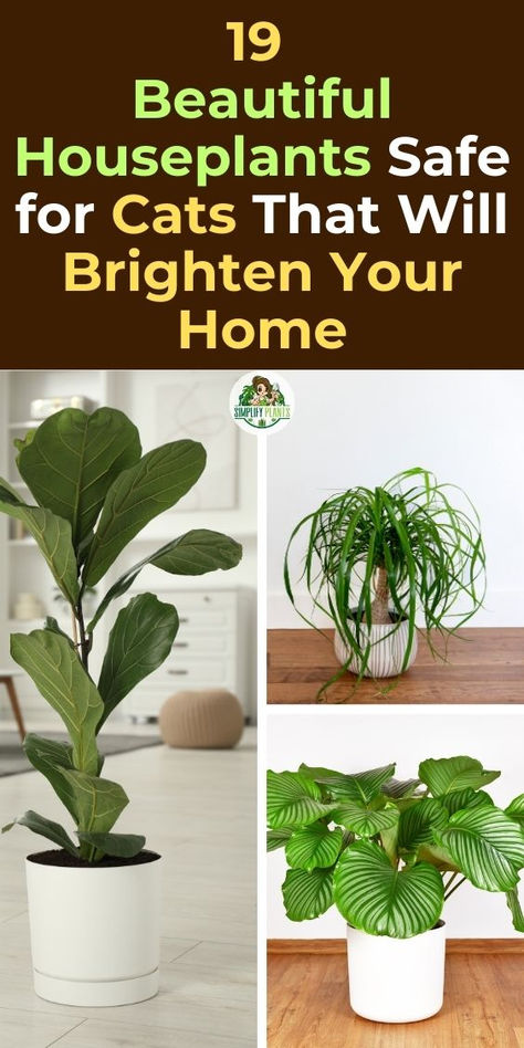 Houseplants, Cat-friendly plants, Indoor gardening, Pet-safe plants, 
Non-toxic plants, Feline-friendly houseplants, Plant decor, Home decor, 
Pet-friendly home, Indoor plants, Pet-friendly gardening, Safe plants for 
cats, Houseplant ideas, Cat-friendly home, Indoor greenery. Best Indoor Plants Safe For Cats, Plants Cats Love, Plants Bad For Cats, Indoor Plants Safe For Cats And Dogs, Plants That Are Safe For Cats, Cat Friendly Plants Indoor, Cat Safe Plants Indoor, Plant Safe For Cats, Cat Friendly House Plants