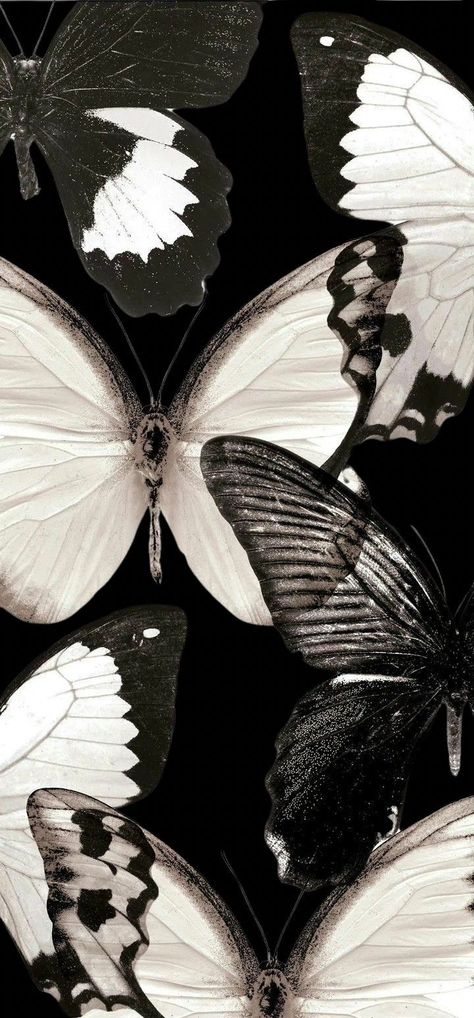 Butterflies Wallpaper Black, Black And White Phone Wallpaper Aesthetic, Jellyfish Iphone Wallpaper, Butterfly Vintage Wallpaper, Butterfly Wallpaper Black, Black Aesthetic Wallpaper Lockscreen, Butterfly Black Background, Black Butterflies Aesthetic, Butterfly Aesthetic Wallpaper