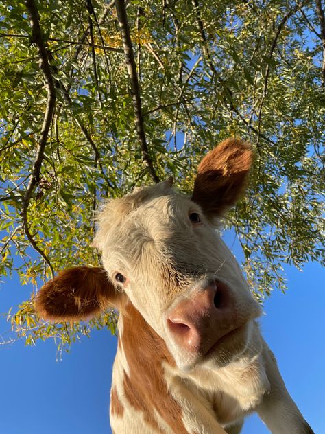 Pet Cows, Fluffy Cows, Cow Pictures, Cute Animals Images, Pretty Animals, Cute Wild Animals, Cute Animal Photos, Cute Cows