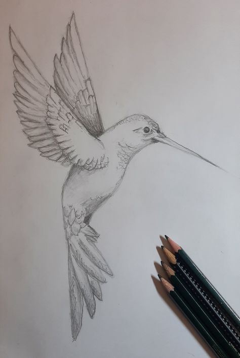 Drawing Of Hummingbird, Hummingbird Pencil Drawing, Hummingbird Drawing Sketches, Humming Bird Sketch, Binoculars Drawing, Hummingbird Drawings, Birds Sketches, Hummingbird Sketch, Bird Pencil Drawing