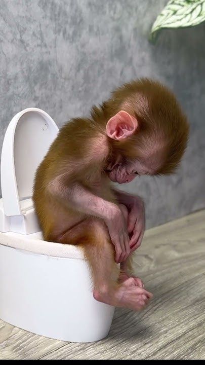 Monkey Pics, Funny Animals Pics, Funny Baby Animals, Monkey Funny Videos, Funny Monkey Pictures, Cute Little Stickers, Silly Animal Pictures, Cute Monkey Pictures, Funny Animals Pictures